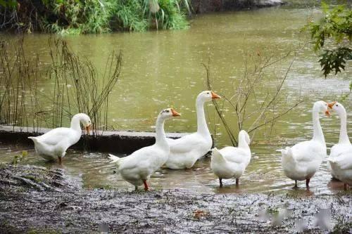 八鹅吃瓜菌会火不空娱乐,娱乐界的奇妙现象解析